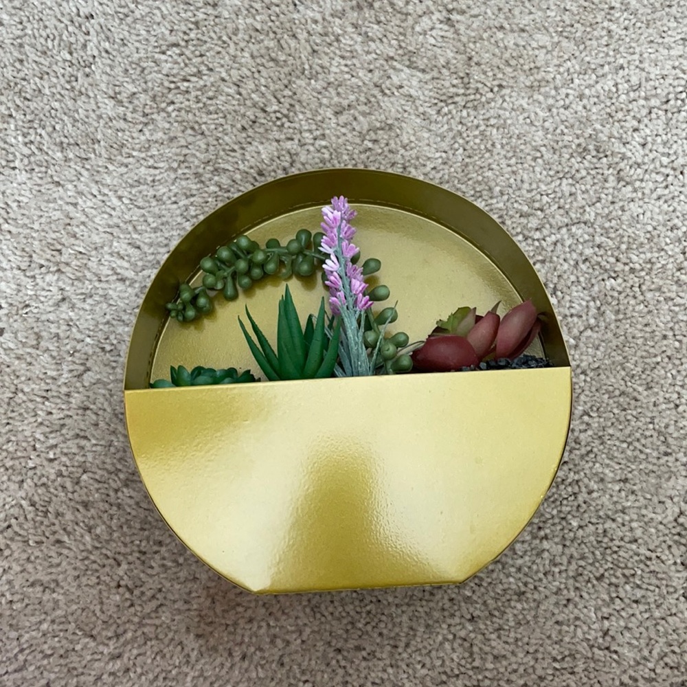 Wall Succulent